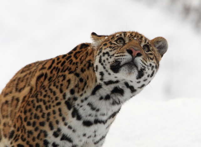 Обои картинки фото животные, Ягуары, кошка, морда, снег