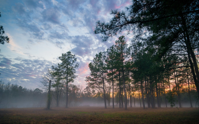 Обои картинки фото природа, лес, туман, закат