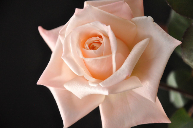 Обои картинки фото цветы, розы, кремовый, элегантность
