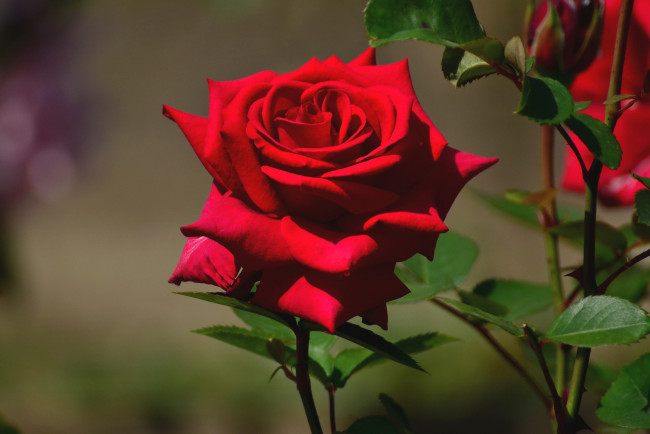 Обои картинки фото цветы, розы, красавица, красный