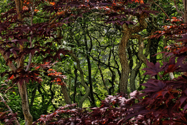 Обои картинки фото природа, лес, деревья, листья