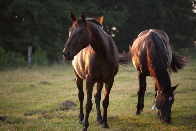 Обои картинки фото животные, лошади, пара, гнедые
