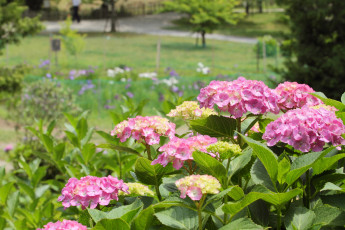 Картинка цветы гортензия бутоны лето
