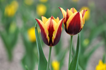 Картинка цветы тюльпаны пара