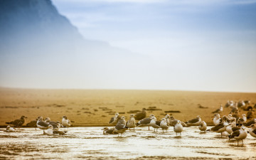 Картинка животные Чайки +бакланы +крачки sand cliffs beach seagulls creek california san gregorio splish splash