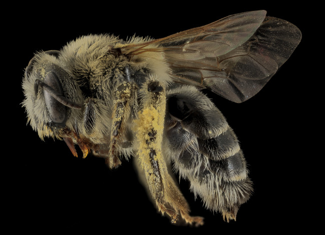 Обои картинки фото животные, пчелы,  осы,  шмели, насекомое, макросъемка