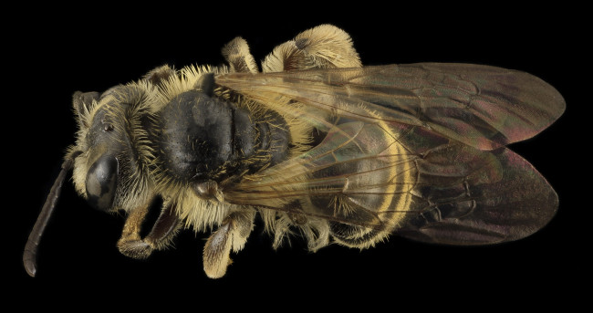 Обои картинки фото животные, пчелы,  осы,  шмели, макросъемка, насекомое