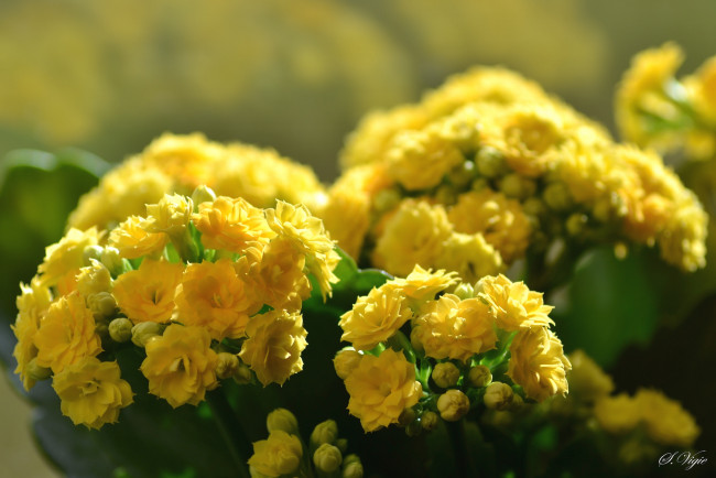 Обои картинки фото цветы, каланхоэ, желтый