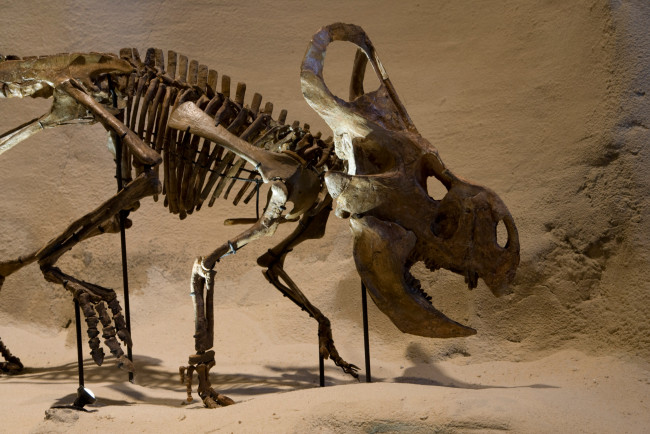 Обои картинки фото разное, кости,  рентген, динозавр