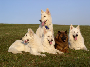 Картинка животные собаки овчарки белые рыжая трава