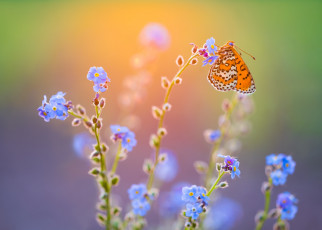 Картинка животные бабочки +мотыльки +моли свет макро цветы бабочка