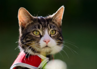 Картинка животные коты фон мордочка взгляд