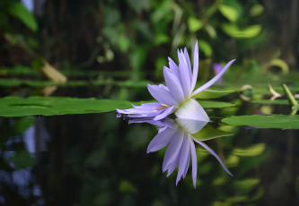 Картинка цветы лотосы водяная лилия вода лепестки отражение нимфея