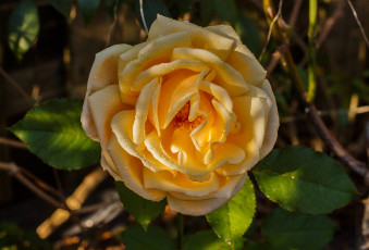 Картинка цветы розы жёлтая роза бутон