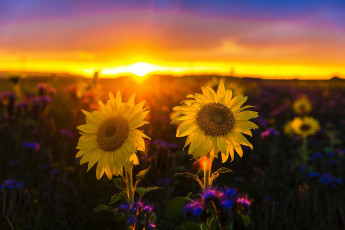 обоя цветы, подсолнухи, закат, боке, желтые, солнце, небо, поле