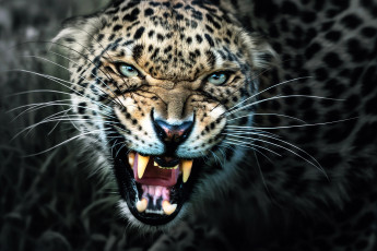 Картинка животные леопарды клыки леопард оскал
