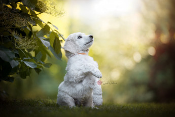 Картинка животные собаки собака лето природа