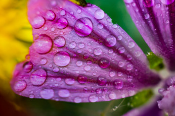 Картинка цветы лаватера капли лепесток макро