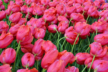 Картинка цветы тюльпаны капли крупным планом мокрые бутоны розовые
