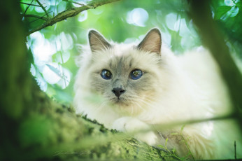 Картинка животные коты дерево киса