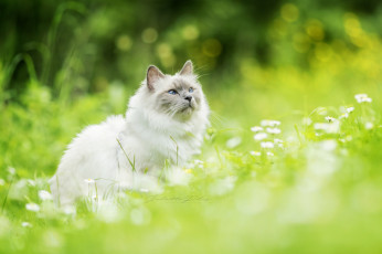 Картинка животные коты киса трава