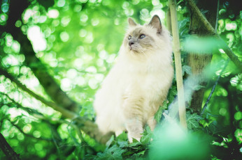 Картинка животные коты трава киса
