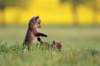 Картинка животные лисы природа лисята трава