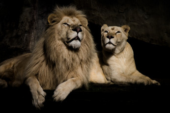 Картинка животные львы фон пара львица лев отдых
