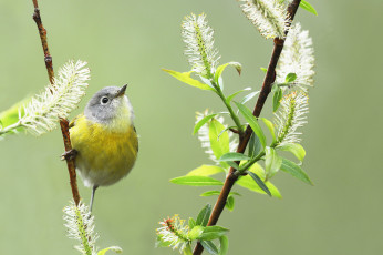 Картинка животные птицы весна цветы птица