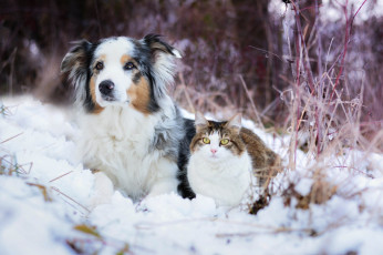 обоя животные, разные вместе, собака, кошка, снег, зима