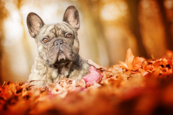 Картинка животные собаки дог сабака прогулка листья осень
