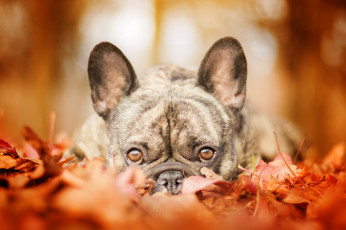 Картинка животные собаки прогулка дог осень собака листья