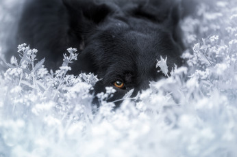 Картинка животные собаки трава зима снег собака