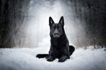 Картинка животные собаки зима собака снег