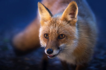 Картинка животные лисы мордочка рыжая лиса
