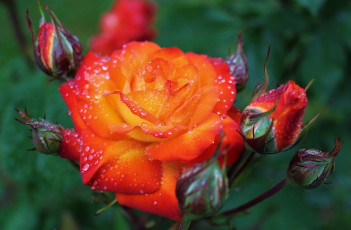 Картинка цветы розы бутоны макро капли