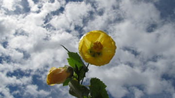 Картинка цветы гибискусы облака цветок