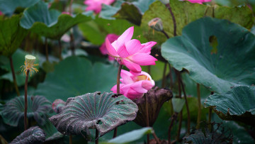 Картинка цветы лотосы лотос красиво лепестки листок боке