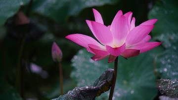 Картинка цветы лотосы лотос роса красиво лепестки листок боке