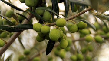Картинка природа плоды оливки