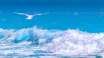 Картинка животные Чайки +бакланы +крачки пена чайка волны море