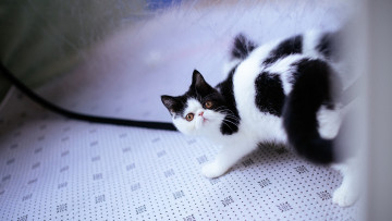 Картинка животные коты экстремал перс дикий взгляд котенок черно-белый отражение поза кошка