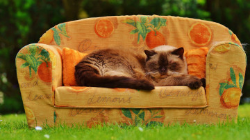 обоя животные, коты, кот, трава, лето, спит, уютно, сад, сиеста, сиамская, пушистая, поза, диван, кошка