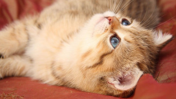 Картинка животные коты котенок диван