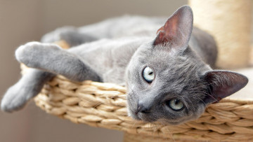 Картинка животные коты лежит кот дымчатый взгляд портрет серый сероглазый котенок кошка
