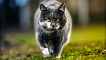 Картинка животные коты портрет взгляд усы кот глаза желтоглазый гуляет весна фон серый трава кошка природа морда