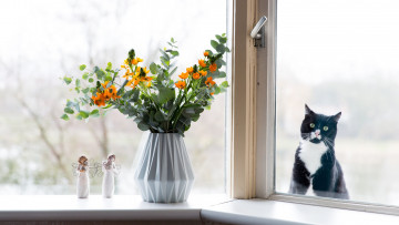 Картинка животные коты смотрит ангелочки стекло взгляд цветы
