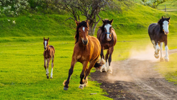 Картинка животные лошади кони