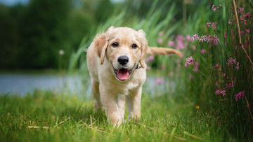Картинка животные собаки щенок цветы ретривер природа собака