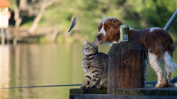Картинка животные собаки собака кошка рыбка